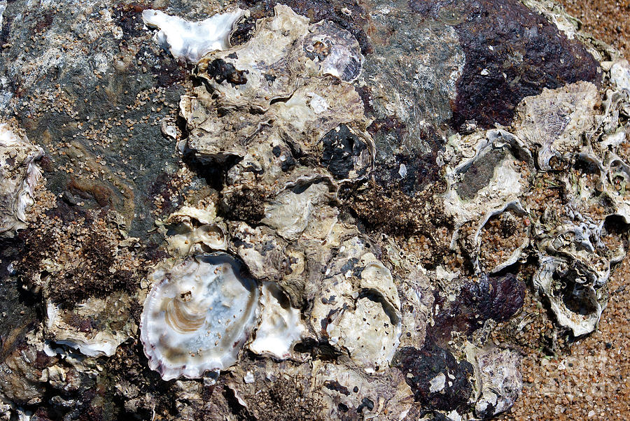 Macro Oyster Shell Cluster On The Beach Photograph