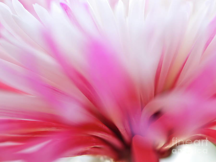 Macro photo of a beautiful flower. Chrysanthemum. Photograph by Laurent Lucuix