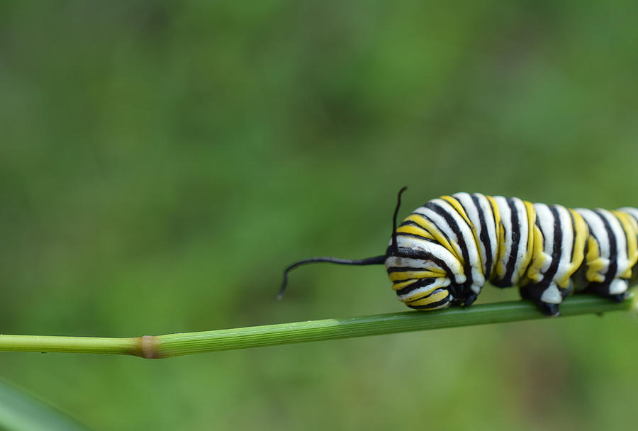 Macro photo of a monarch caterpillars outside on a plant Photograph by Jennifer Wallace