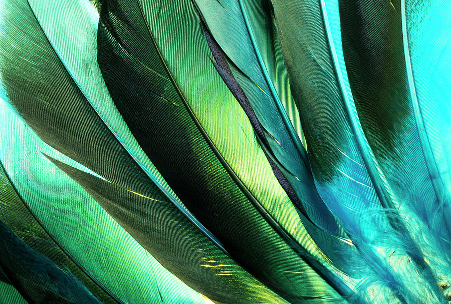 Macro photo of artistic and colorful turquoise blue and green feathers. by  Tammy Kelly