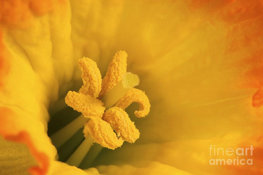 Gardens Photograph - Macro Photo Of Daffodil Stamen by Andrew Williams Gardens Photograph - Macro Photo Of Daffodil Stamen by Andrew Williams
