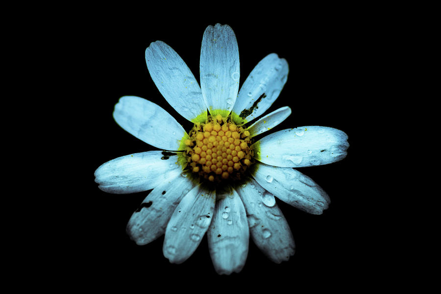 Macro Photographing A Daisy With Water Photograph by Cavan Images ...