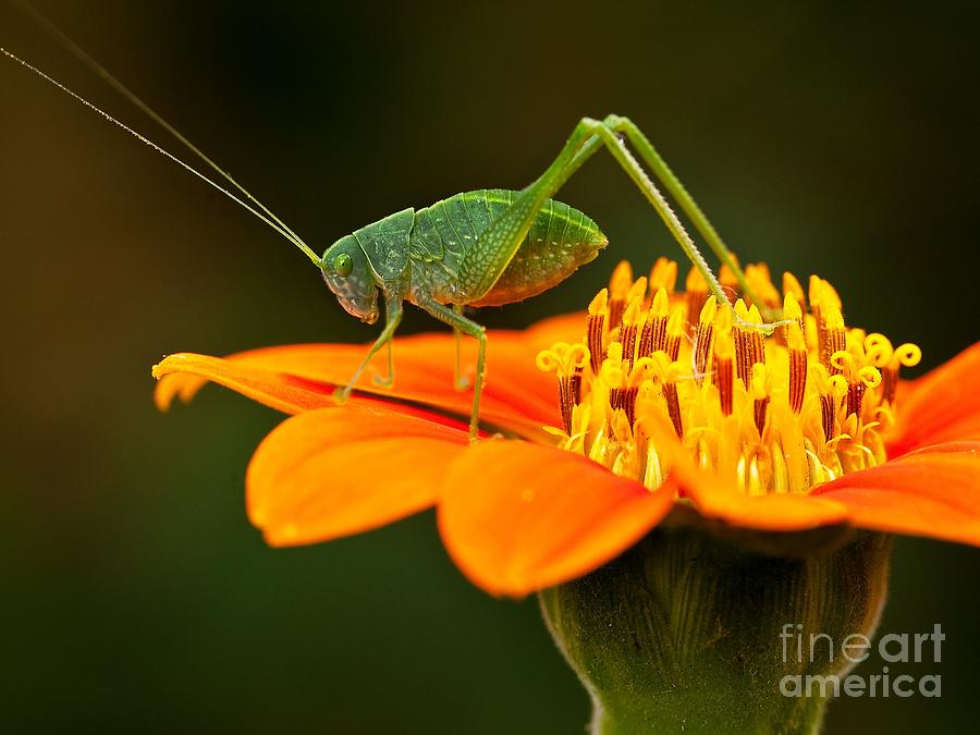 Macro Photograph - Macro Photos From Insects Nature by Dudu Linhares