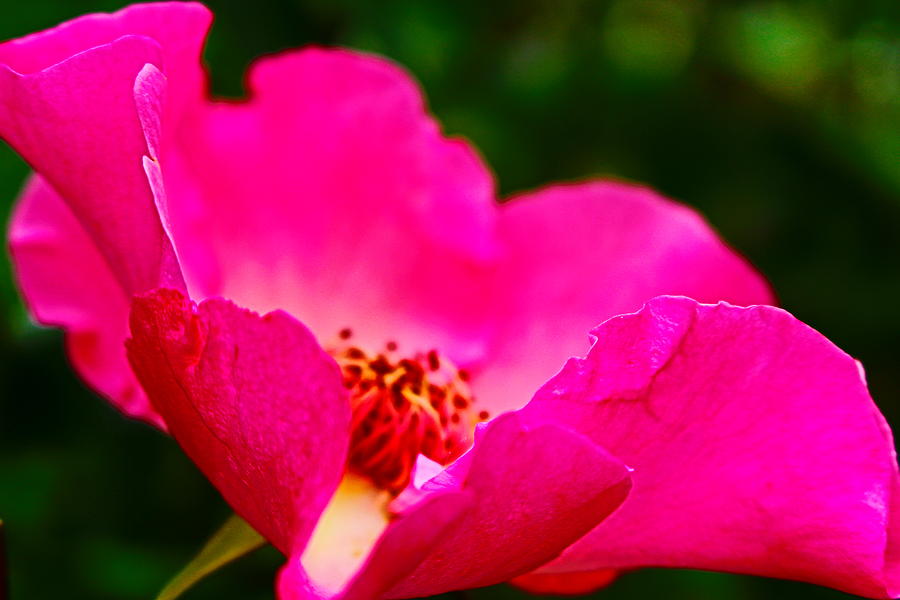 Macro Pink Rose Photograph by Loretta S