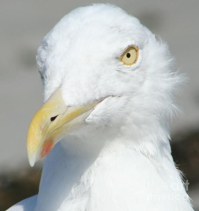 Macro Seagull Photograph by Barbara S Nickerson