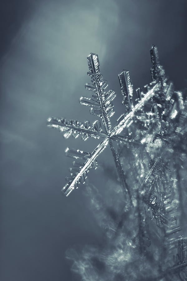 Macro shot of a snowflake illuminated by the sun Photograph by Intensivelight