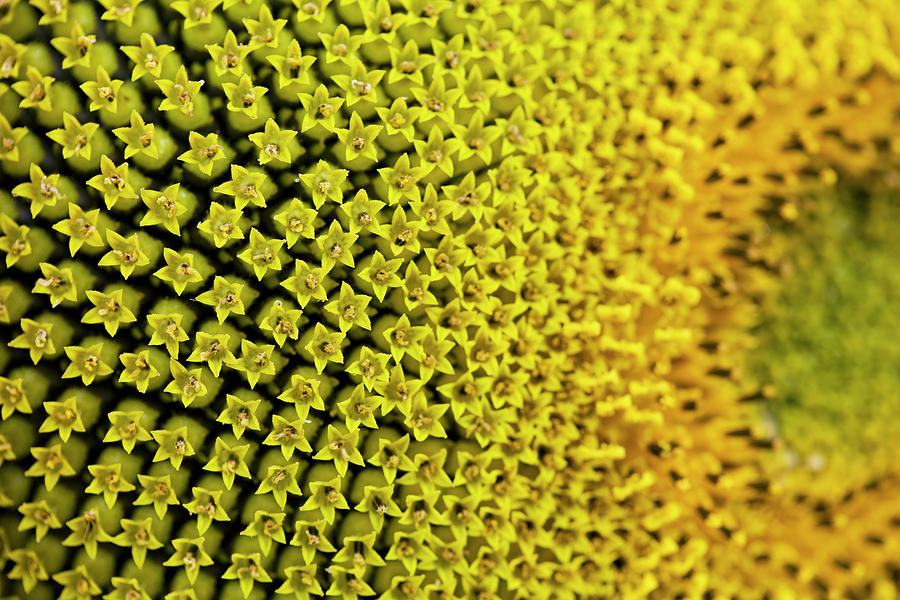 Macro Shot Of A Sunflower Photograph by Philartphace