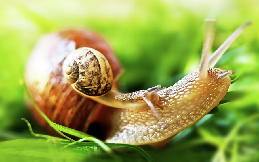 Macro Shot Of Snail by Copyright Oneliapg Photography