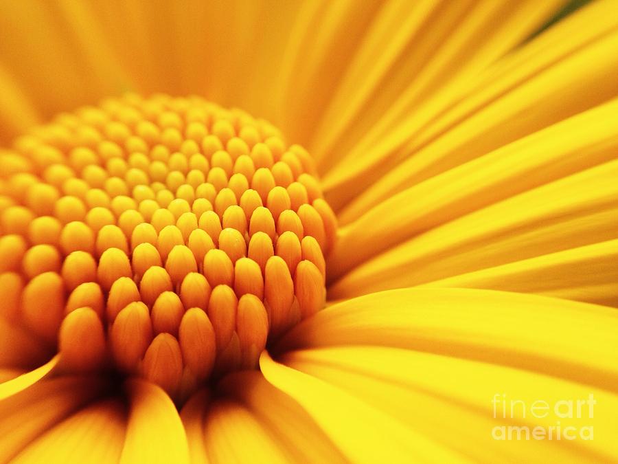 Love Photograph - Macro Shot Yellow Flower Background by Madcat madlove Love Photograph - Macro Shot Yellow Flower Background by Madcat madlove