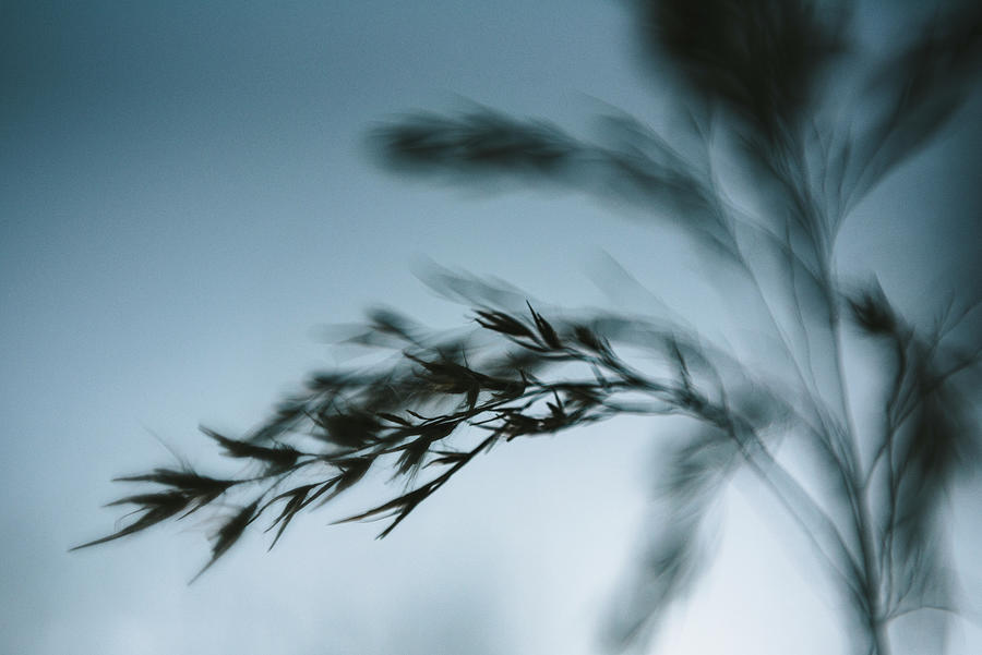 Macro Up Close Foliage Outdoors Photograph by Cavan Images Macro Up Close Foliage Outdoors Photograph by Cavan Images