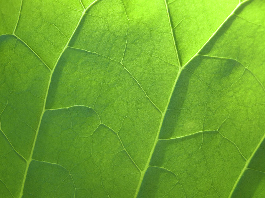 Macro View Of A Leafs Veins Photograph by Michael Duva