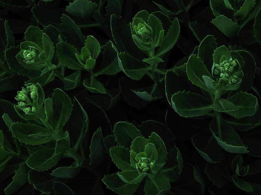 Macro View Of Green Flowers Photograph by Michael Duva