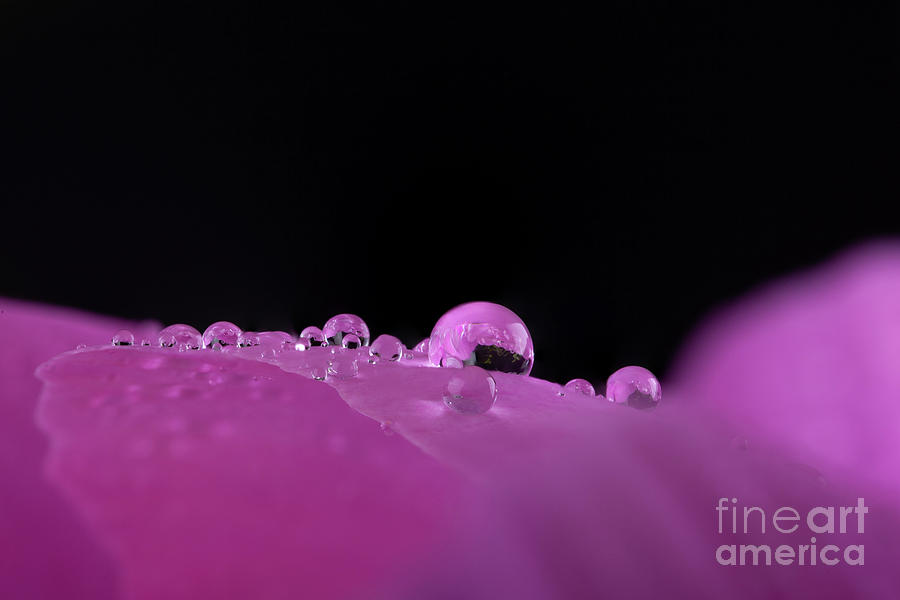 Macro water droplets on a flower petal  Photograph by Simon Bratt
