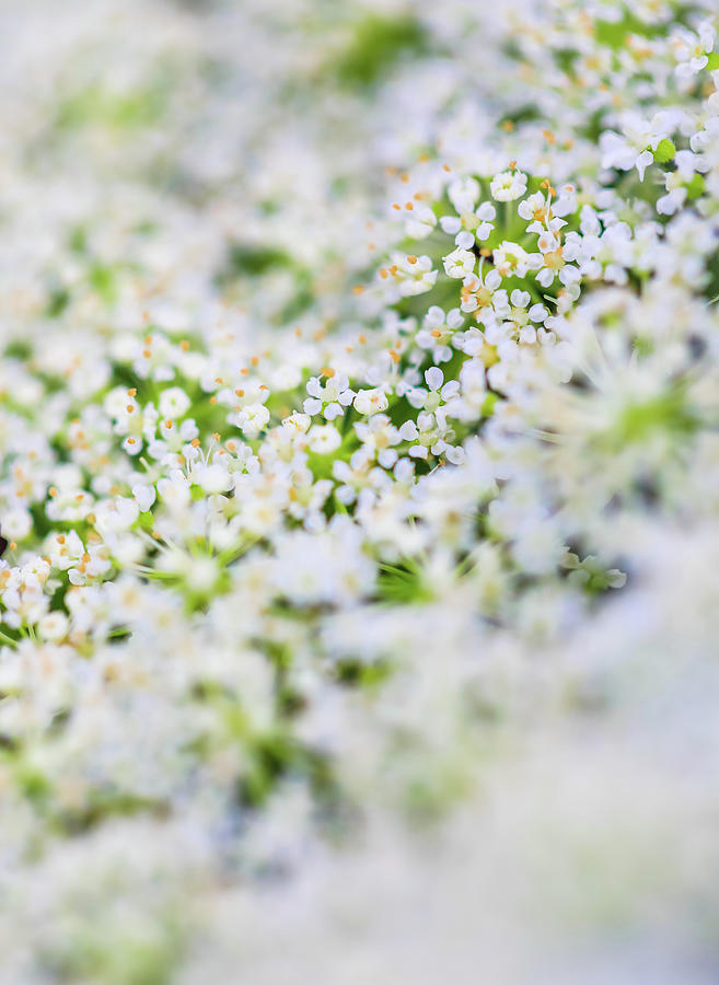 Macro World 1 by Dan Sproul Macro World 1 by Dan Sproul