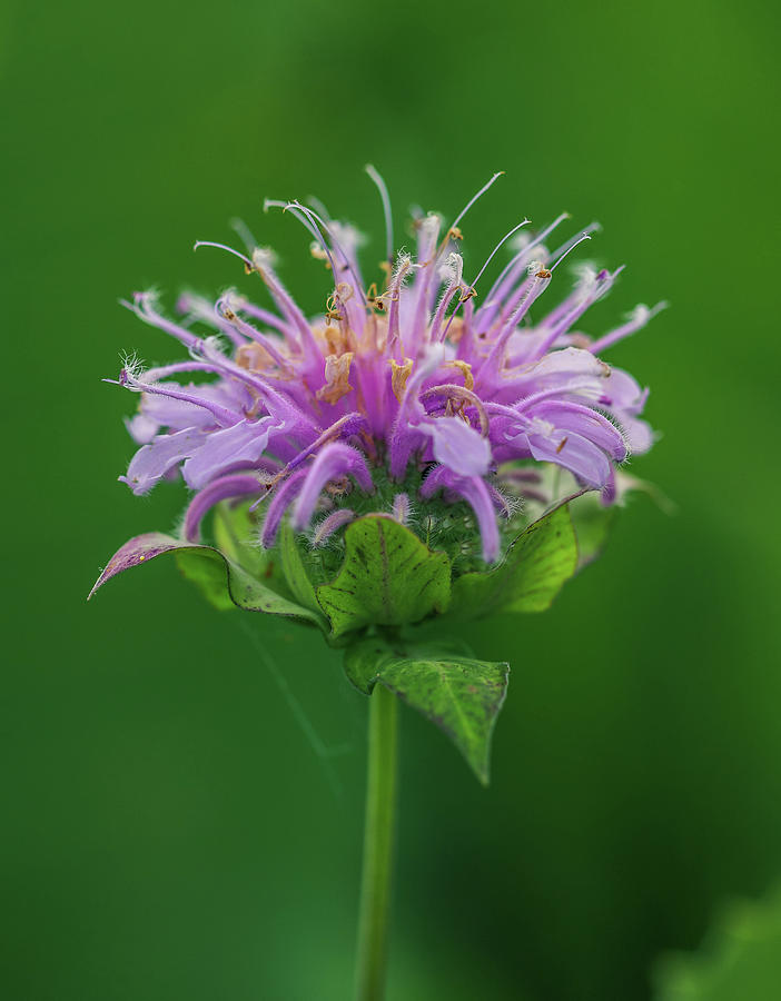 Macro World 2 by Dan Sproul Macro World 2 by Dan Sproul