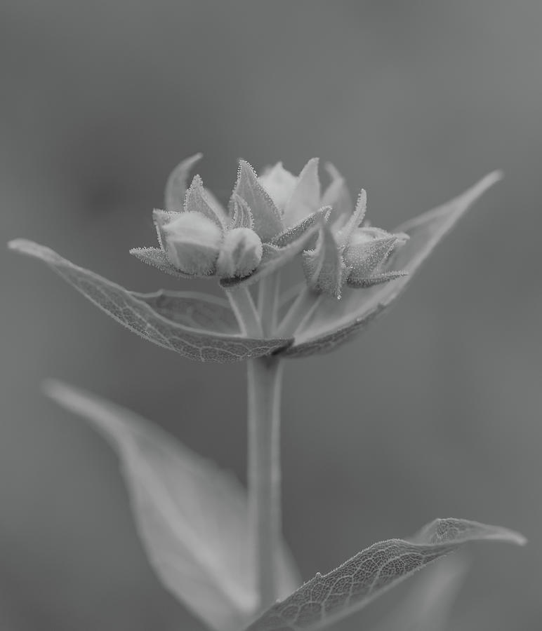 Macro World Black And White by Dan Sproul Macro World Black And White by Dan Sproul