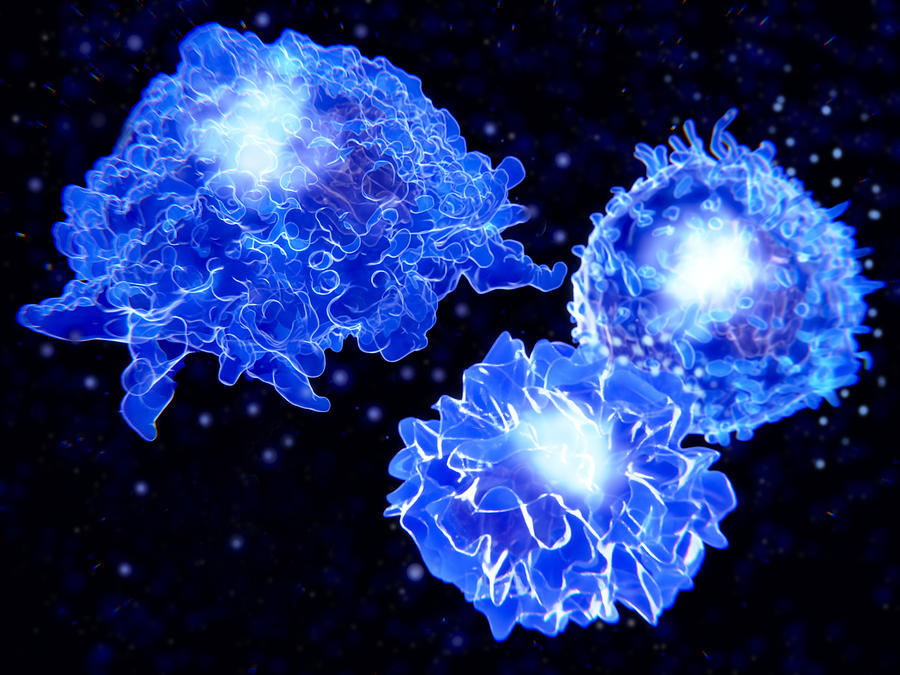 Macrophage, T-cell, And Apc Photograph by Juan Gaertner