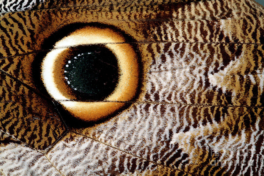 Macrophotograph Of Owl Butterfly Wing Photograph by Dr Keith Wheeler/science Photo Library Macrophotograph Of Owl Butterfly Wing Photograph by Dr Keith Wheeler/science Photo Library