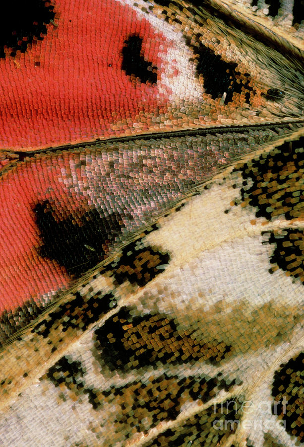 Macrophotograph Of Wing Of Painted Lady Butterfly Photograph by Vaughan Fleming/science Photo Library