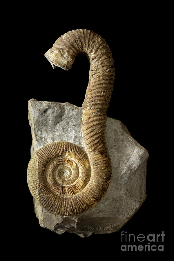 Macroscaphites Yvani Ammonite Fossil Photograph by Pascal