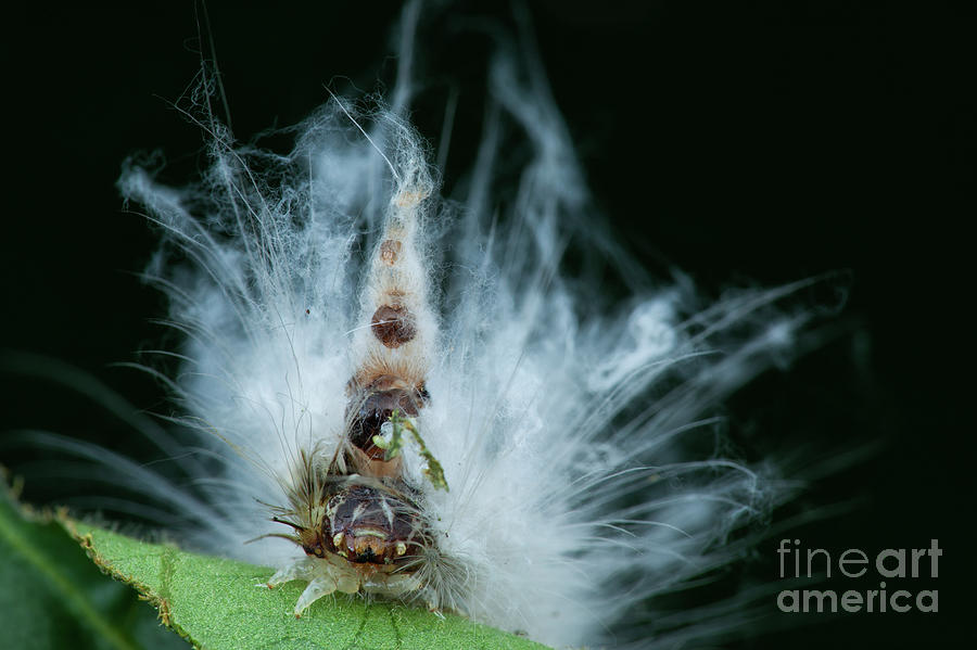 Mad Hatter Caterpillar Photograph by Melvyn Yeo/science Photo Library