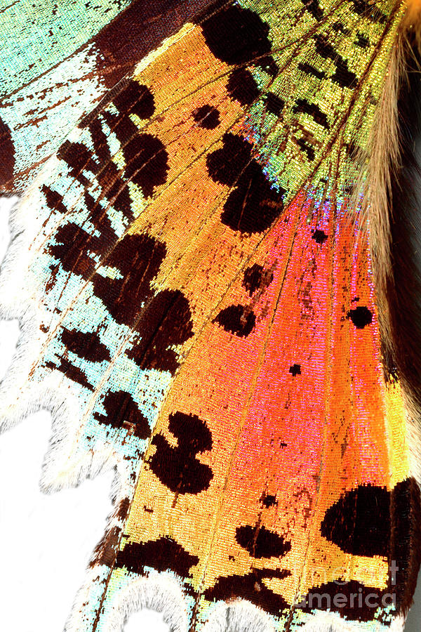 Nature Photograph - Madagascan Day Moth Wing by Dr Keith Wheeler/science Photo Library