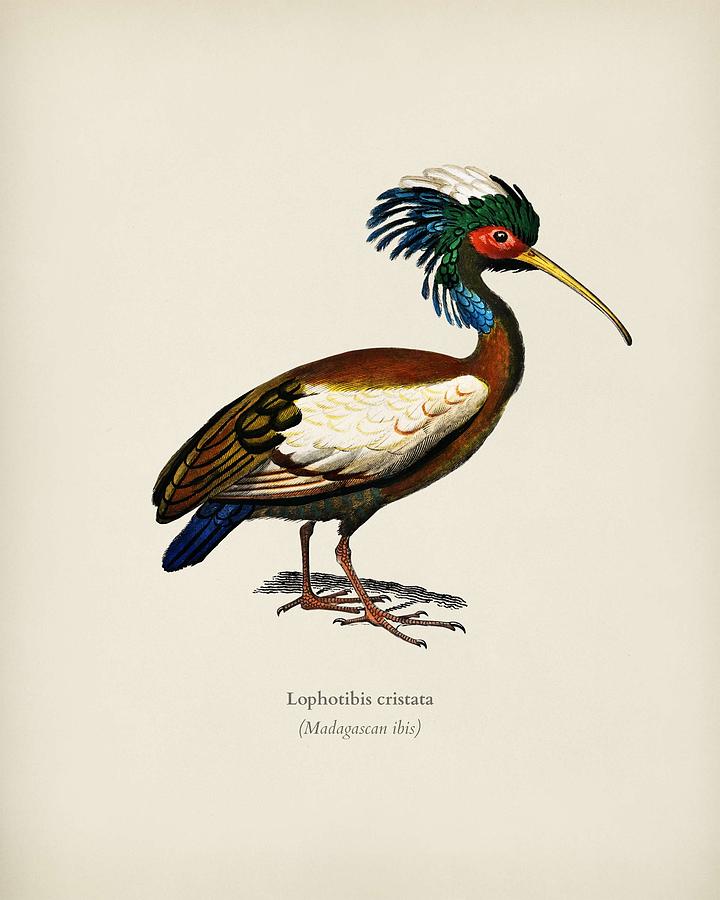 Madagascan Ibis  Lophotibis Cristata  Illustrated By Charles Dessalines D  Orbigny  1806 1876  2 Painting