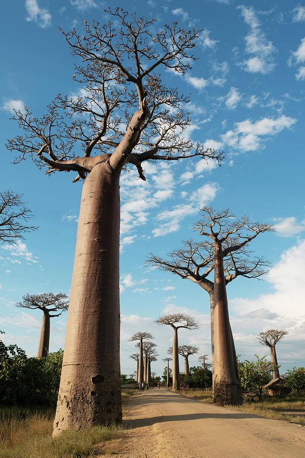 Madagascar Baobabs Photograph by Hiroya Minakuchi