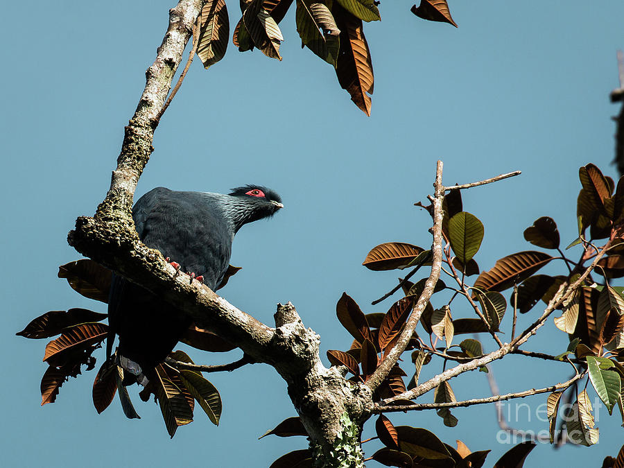 Madagascar Blue Pigeon Photograph by Claudio Maioli