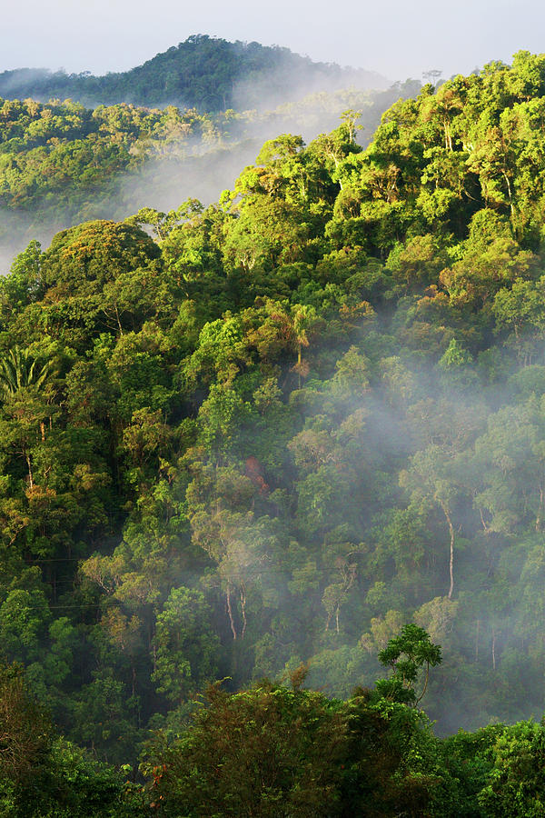 Madagascar Cloud Forest Photograph by Hiroya Minakuchi