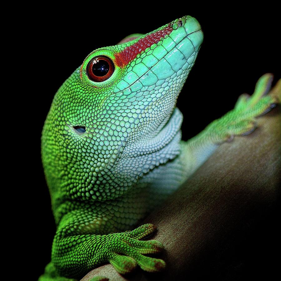 Madagascar Day Gecko Photograph by Shot By Supervliegzus