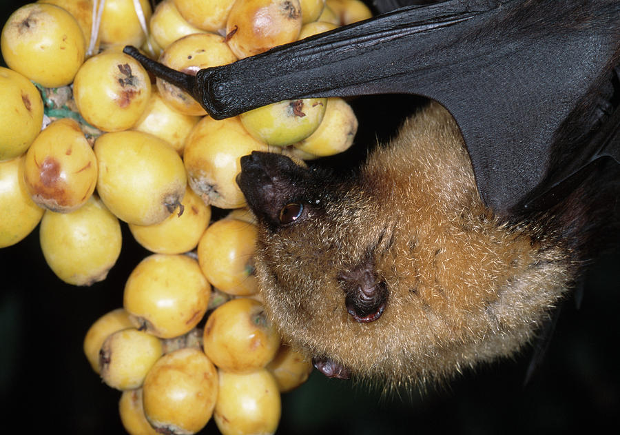 Madagascar Fruit Bat Feeding Pteropus Photograph by Nhpa