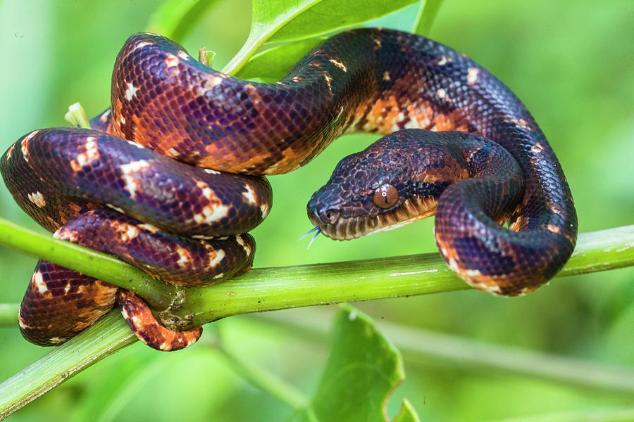 Madagascar Ground Boa Acrantophis Photograph by Panoramic Images