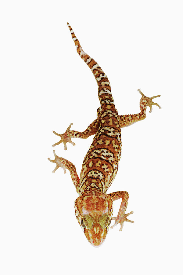Madagascar Ground Gecko Paroedura Photograph by Martin Harvey