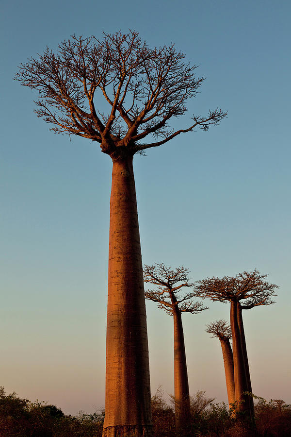 Madagascar, The Famous Avenue De Baobab (baobab Alley) Near Morondava Digital Art by Vittorio Sciosia