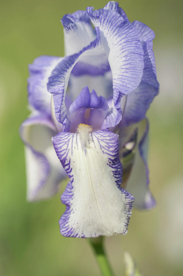 Madame Chereau 1.The Beauty Of Irises Photograph by Jenny Rainbow