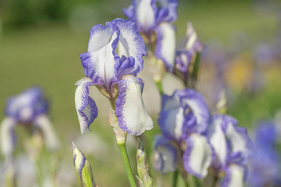 Madame Chereau. The Beauty Of Irises Photograph by Jenny Rainbow