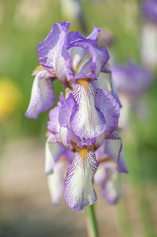 Madame de Sevigne. The Beauty Of Irises Photograph by Jenny Rainbow