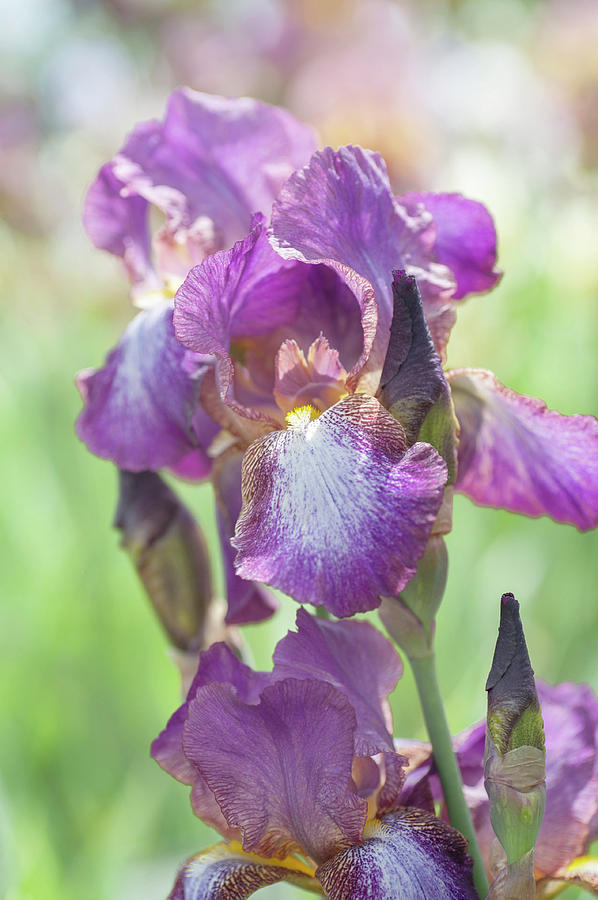 Madame Louis Aureau. The Beauty of Irises Photograph by Jenny Rainbow
