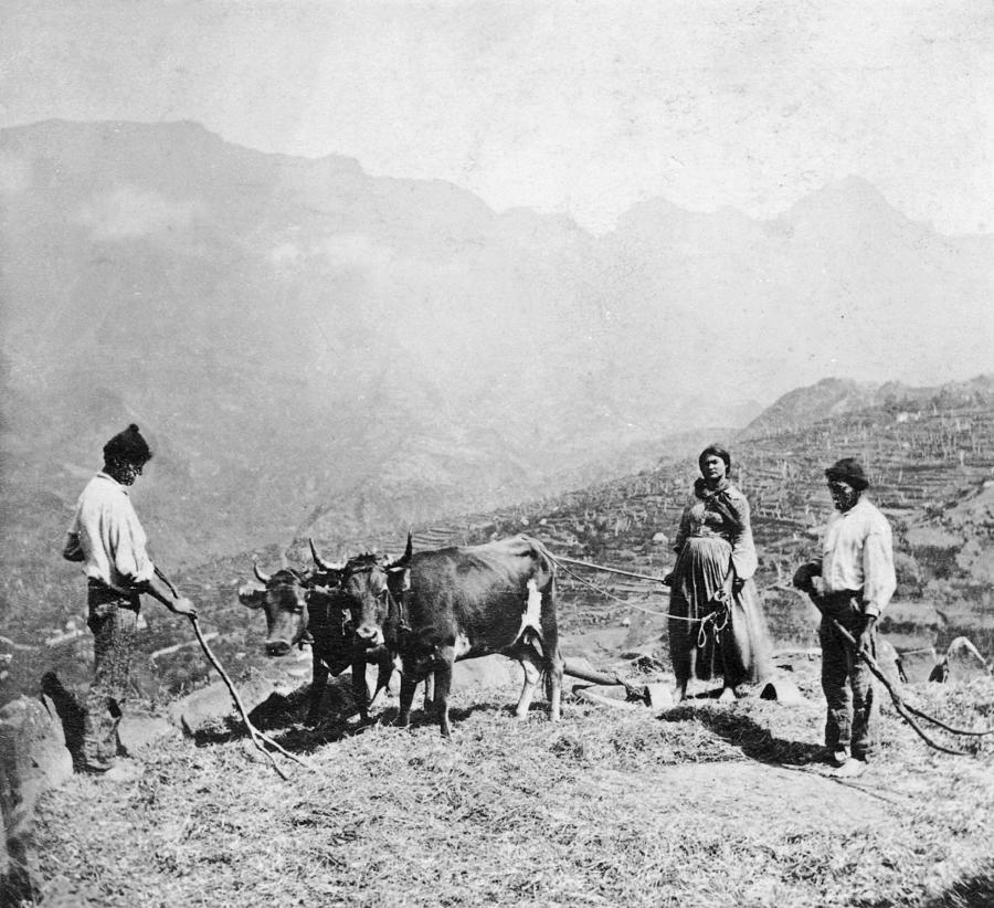 Madeiran Farmers Photograph by Hulton Archive