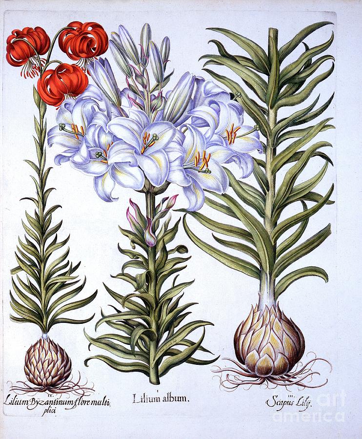 Madonna Lily And Bulb Drawing by Heritage Images