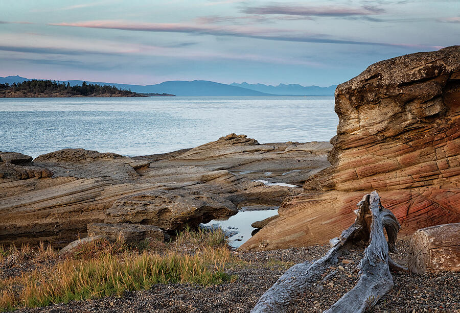 Madrona on a Summer Evening Photograph by Randy Hall