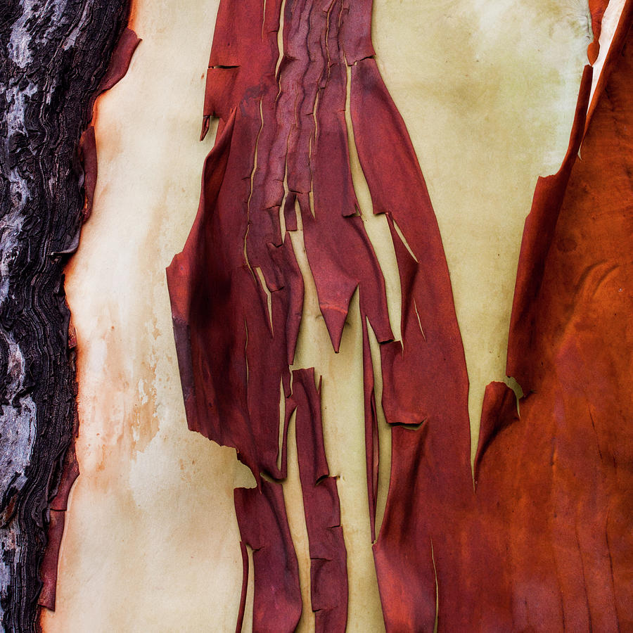 Madrone Tree Bark 03 Photograph by Carol Leigh