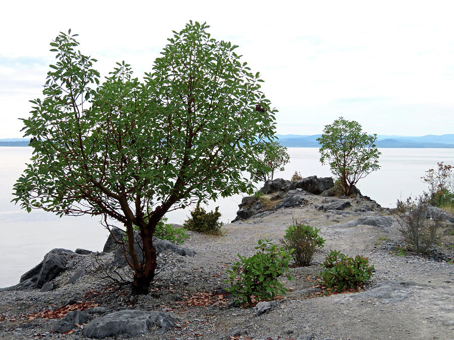 Madrone Trees on the Point by Marie Jamieson Madrone Trees on the Point by Marie Jamieson