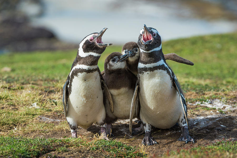 Magellanic Penguin Family Calling Photograph by Tui De Roy