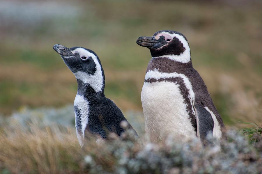 Magellanic Penguin Digital Art by Heeb Photos