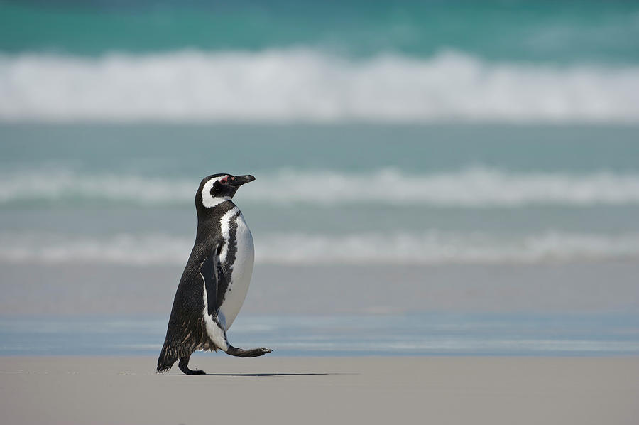 Magellanic Penguin Spheniscus Photograph by Enrique R. Aguirre Aves