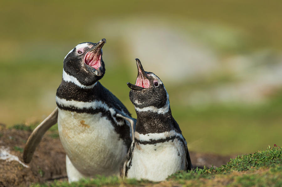 Magellanic Penguins Calling Photograph by Tui De Roy