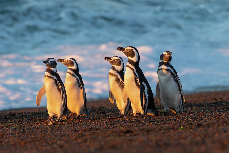 Magellanic Penguins In Patagonia Photograph by Suzi Eszterhas