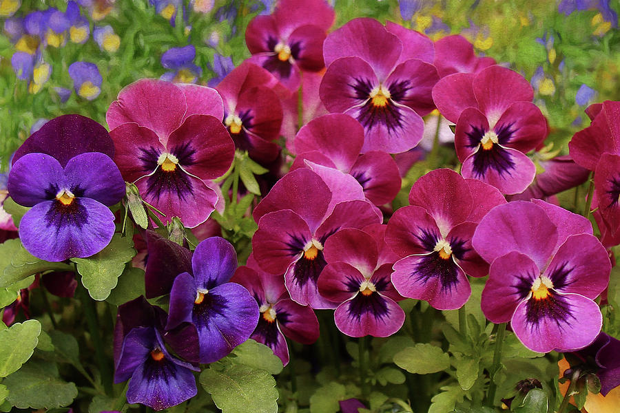 Magenta and Violet Pansies Photograph by Isabela and Skender Cocoli ...